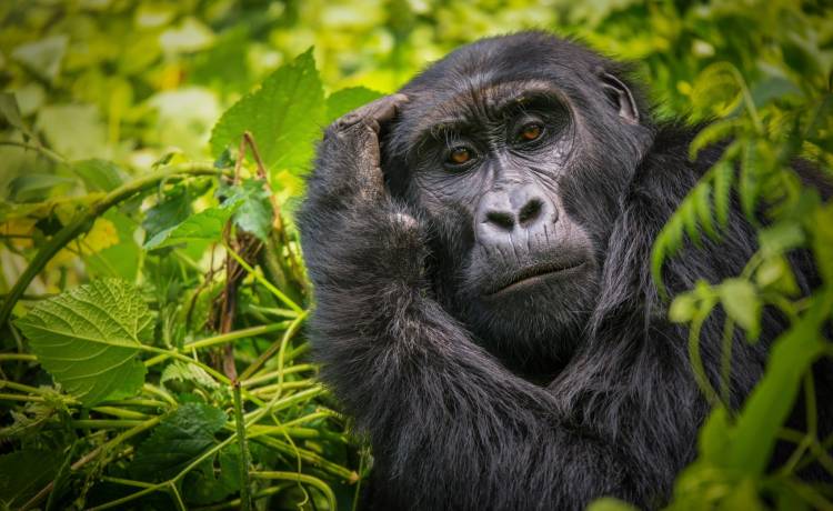 Grupa amerykańskich goryli zakażona koronawirusem. Zwierzęta zostaną zaszczepione                                                              
