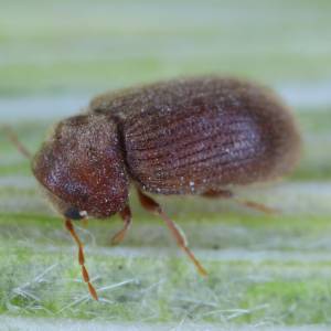 Żywiak chlebowiec żeruje w całym domu. Jak zwalczyć tego szkodnika?