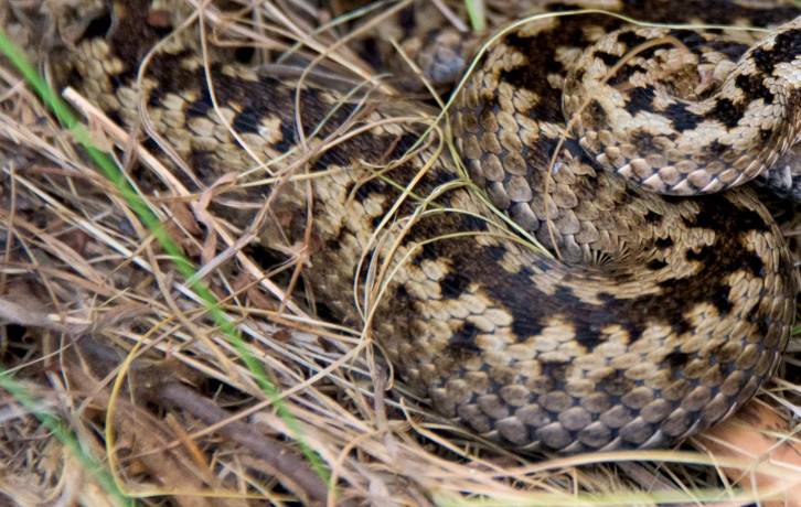 Dwugłowy wąż w Pułtusku. Niesamowity widok! [ZDJĘCIA]