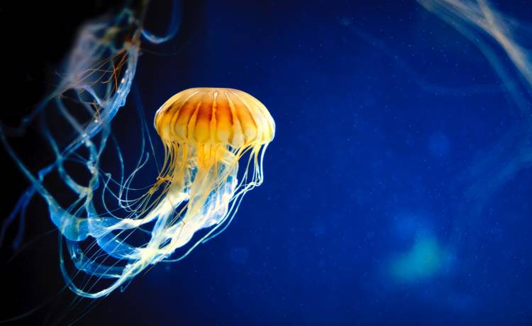 Poparzyła cię meduza? O tym musisz wiedzieć!