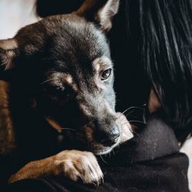 Czy zwierzęta przeżywają żałobę? Eksperci tłumaczą