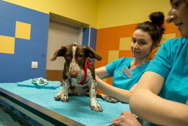Oprawca psa Fijo trafi do więzienia. Sąd wydał wyrok
