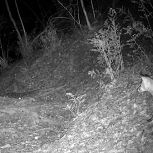Ten tchórz miał niewielką szansę na ucieczkę. Zobacz, jak lis atakuje nocą! [WIDEO]