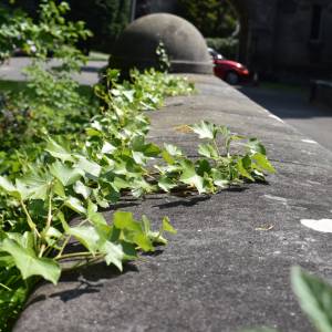 Most psich samobójstw. Dlaczego czworonogi masowo skaczą z Overton? 