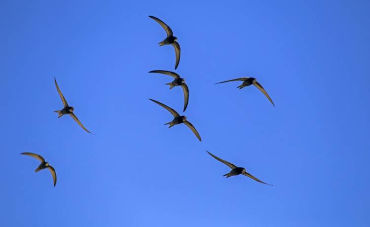 Jerzyki w locie, fot. shutterstock.com