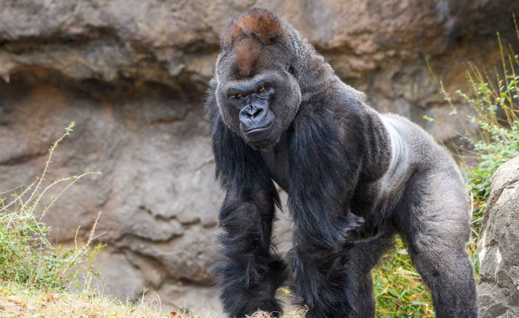 Goryl udzielił pomocy dziecku. Tylko dlatego pięciolatek przeżył [WIDEO]