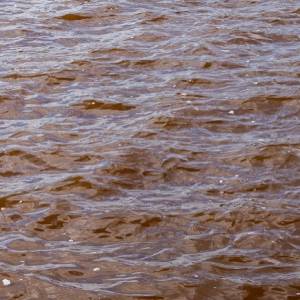 Chciał uciec przed pszczołami, więc wskoczył do jeziora. Tam zaatakowały go piranie