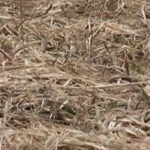 Tajemniczy gryzoń, który zmienia "garnitur" na zimę... Poznajecie? Takie nagranie to rzadkość! [WIDEO] 