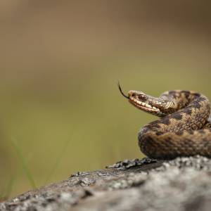 Żmije wychodzą z kryjówek. Czy wiesz, jak się zachować przy jej spotkaniu?