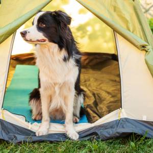 5 sposobów na niezapomnianą majówkę z psem
