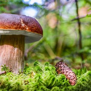 Prawdziwek, którego znalazł, ważył 2 kilogramy! Grzybiarz miał szczęście! [FOTO]