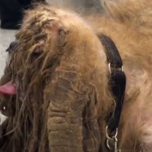 Porzucony shih tzu miał na siebie ponad 3 kg kołtunów! Wizyta u fryzjera zmieniła go nie do poznania [WIDEO]