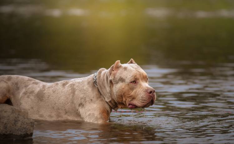 11-latka zaatakowana przez psa. Rząd chce teraz zakazać tej rasy 