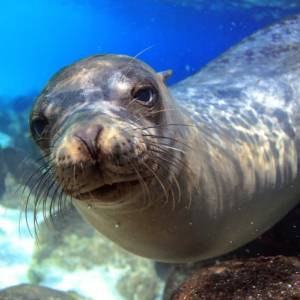 Niesamowite zdjęcie amerykańskiego fotografa. Lew morski wpada wprost w paszczę wieloryba