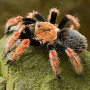 Puchate "stworzonko" zatrzymane przez KTOZ! W bloku grasował... ptasznik!