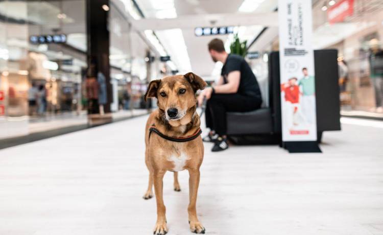 Wielka zbiórka dla podopiecznych Schroniska Psie Pole  w FACTORY Kraków