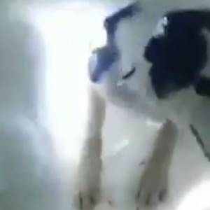 Tak wygląda radość psa, który odkopuje człowieka spod śniegu [WIDEO]