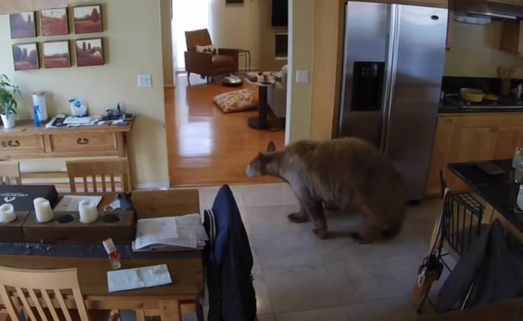 Niedźwiedź kontra dwa waleczne pieski! Zaskakujące nagranie z monitoringu trafiło do sieci [WIDEO]