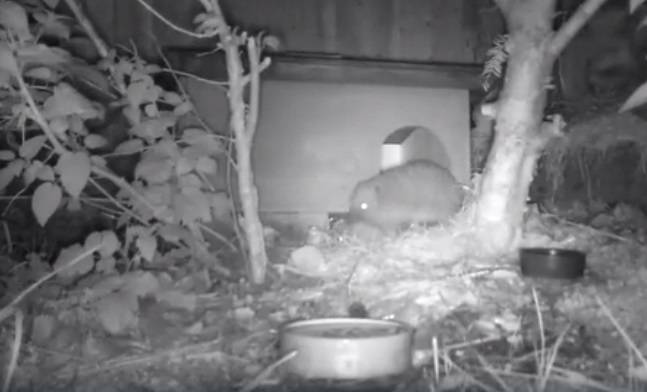 Prawdziwe życie zwierząt nocą. Nagranie złośliwego jeża może zaskoczyć! [WIDEO]