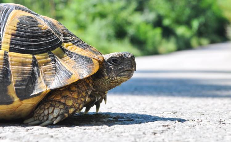 Pracę lotniska zablokował... żółw. Jego spacer opóźnił kilka lotów! [WIDEO]