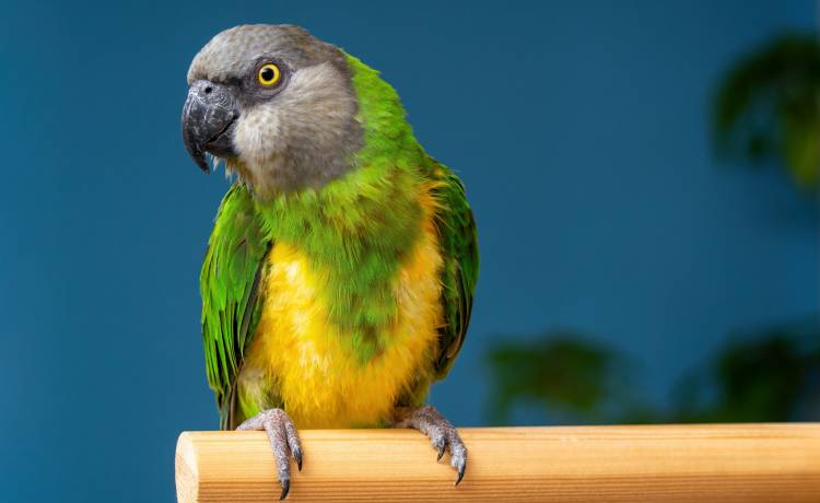 Policja poznała imię mordercy. Wyjawiła je papuga, która widziała zbrodnię