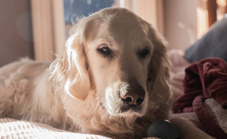 Pies przykłada ucho do ciążowego brzuszka swojej właścicielki. To nagranie to wyciskacz łez [WIDEO]