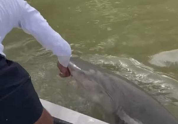 Żarłacz zaatakował wędkarza. Mężczyzna cudem przeżył [WIDEO]