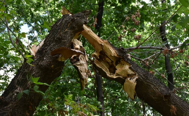 Pozrywane dachy zawisły na liniach energetycznych i drzewach. Szokujące obrazy po trąbie powietrznej na Podkarpaciu [WIDEO]