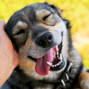 Lubisz głaskać wszystkie pieski? Wiadomo, co to oznacza według psychologii