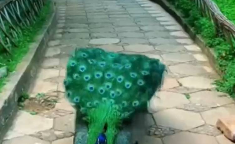 Paw rozkłada ogon na oczach nagrywającego. Wszystko zostało uwiecznione! [WIDEO]