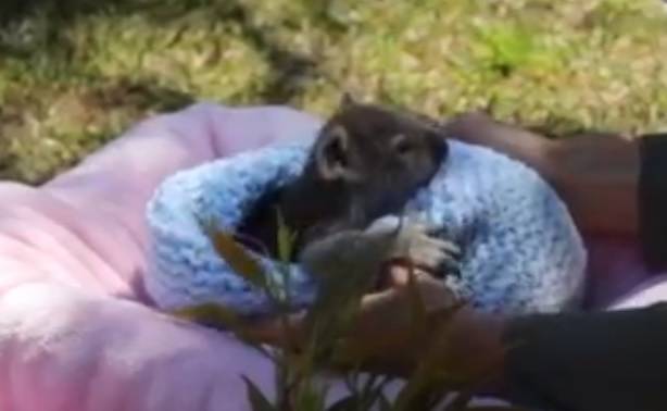 Mała koala robi furorę w sieci! Urocza Elsa przyszła na świat w parku zoologicznym [WIDEO]