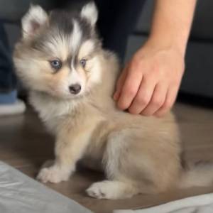 Influencerka w ogniu krytyki! Poszło o jej nowego psa – to mieszanka husky i pomeraniana
