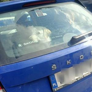 Tatry. Zostawiła psa w samochodzie i poszła nad Morskie Oko                                                