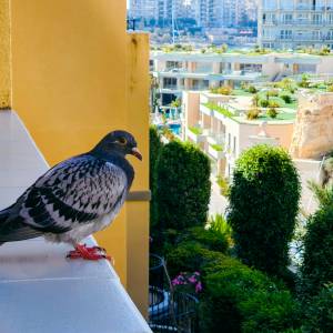 Jak skutecznie przegonić gołębie? Będą omijać twój balkon