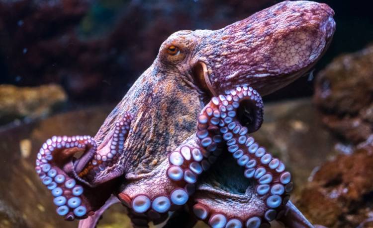 Orzeł w śmiertelnym uścisku ośmiornicy. Ptak otarł się o śmierć [WIDEO]