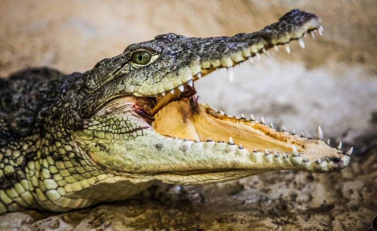 Policja poszukuje krokodyla, który uciekł z hodowli w Czechach. Zwierzę może być już w Polsce