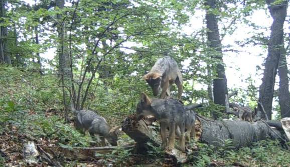 Niewiarygodne, co nagrała fotopułapka w lesie! Takie ujęcia to rzadkość [WIDEO]