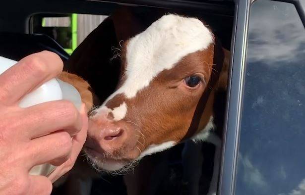 Mężczyzna jechał samochodem z cielakami aż 18 godzin! Uratował je z farmy i zawiózł do sanktuarium