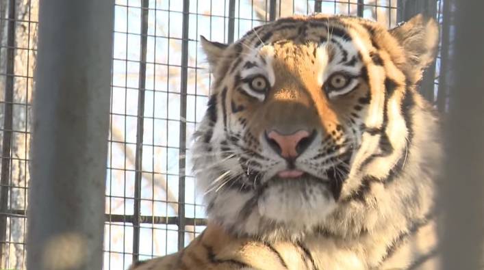 Miał go zjeść, ale zostali przyjaciółmi. Zaskakująca historia kozła i tygrysa [WIDEO]