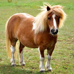 "Kucokradzi" z Wieliczki zostali zatrzymani. Postawiono im zarzuty