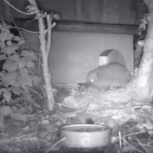 Prawdziwe życie zwierząt nocą. Nagranie złośliwego jeża może zaskoczyć! [WIDEO]