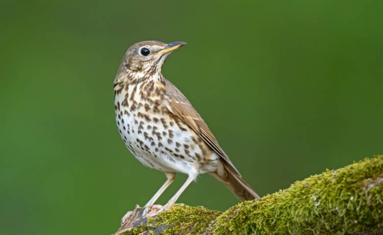 fot. shutterstock.com