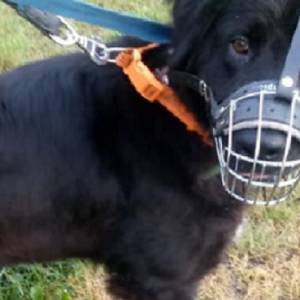 Nuka przeżyła piekło. Bili ją wszystkim, co mieli pod ręką. Możesz jej pomóc!                              