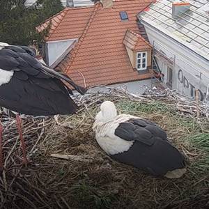 Tak Przygoda i Dziedzic okazują wielką radość! Wyjątkowe nagrania z bocianiego gniazda [WIDEO]