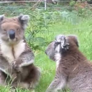 Tak wygląda awantura koali. Zabawne nagranie podbija sieć [WIDEO] 