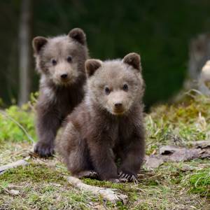 Kierowca przybija piątkę... niedźwiedziowi! 