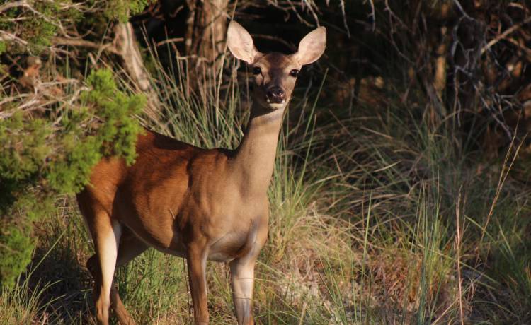 Łania wpadła do wykopu. Uratowali ją strażacy i przyrodnicy [FILM]                  