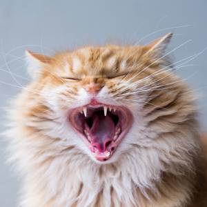 Jak oduczyć kota gryzienia po rękach? Oto sprawdzone metody