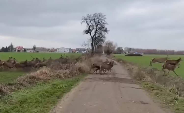 Ponad 250 jeleni wbiega na drogę wprost pod samochód! Niezwykłe nagranie trafiło do sieci [WIDEO]