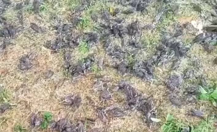 Setki wróbli runęły z nieba w kilka sekund. ”Część była martwa, inne chwilę walczyły o życie” [WIDEO]        